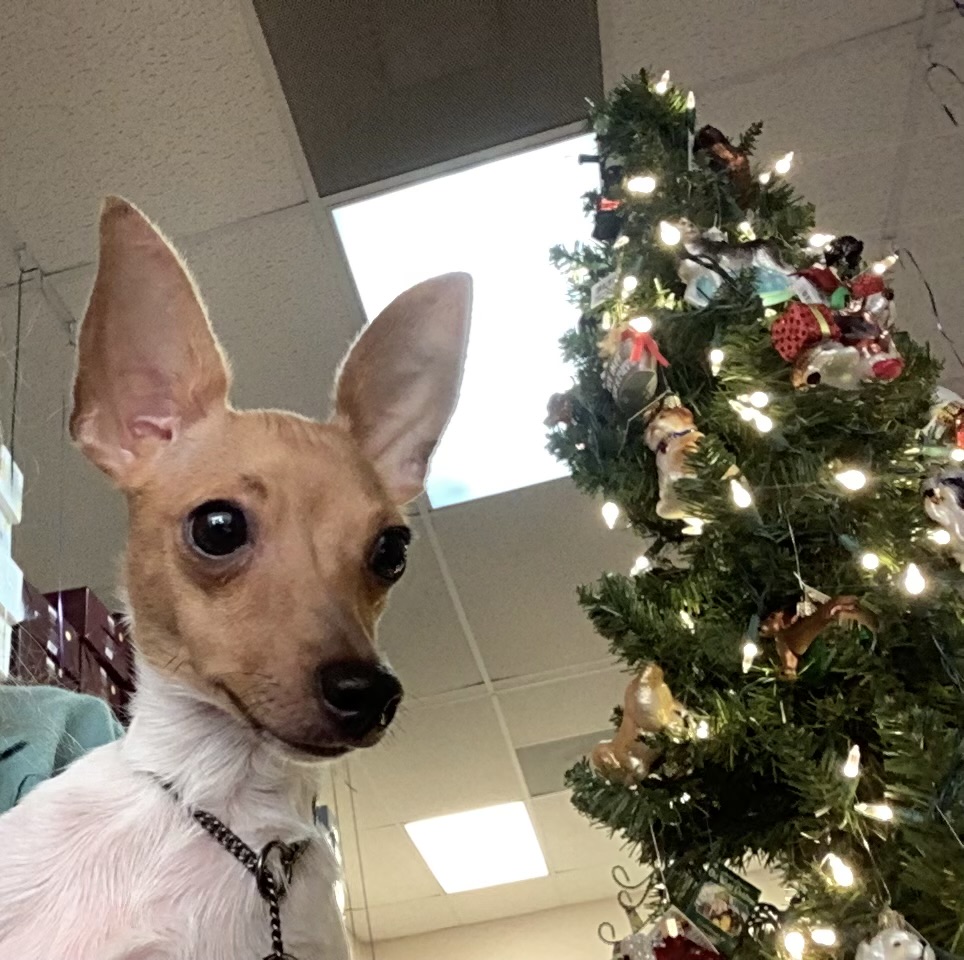 Curious alert Toy Fox Terrier with bat-wing ears