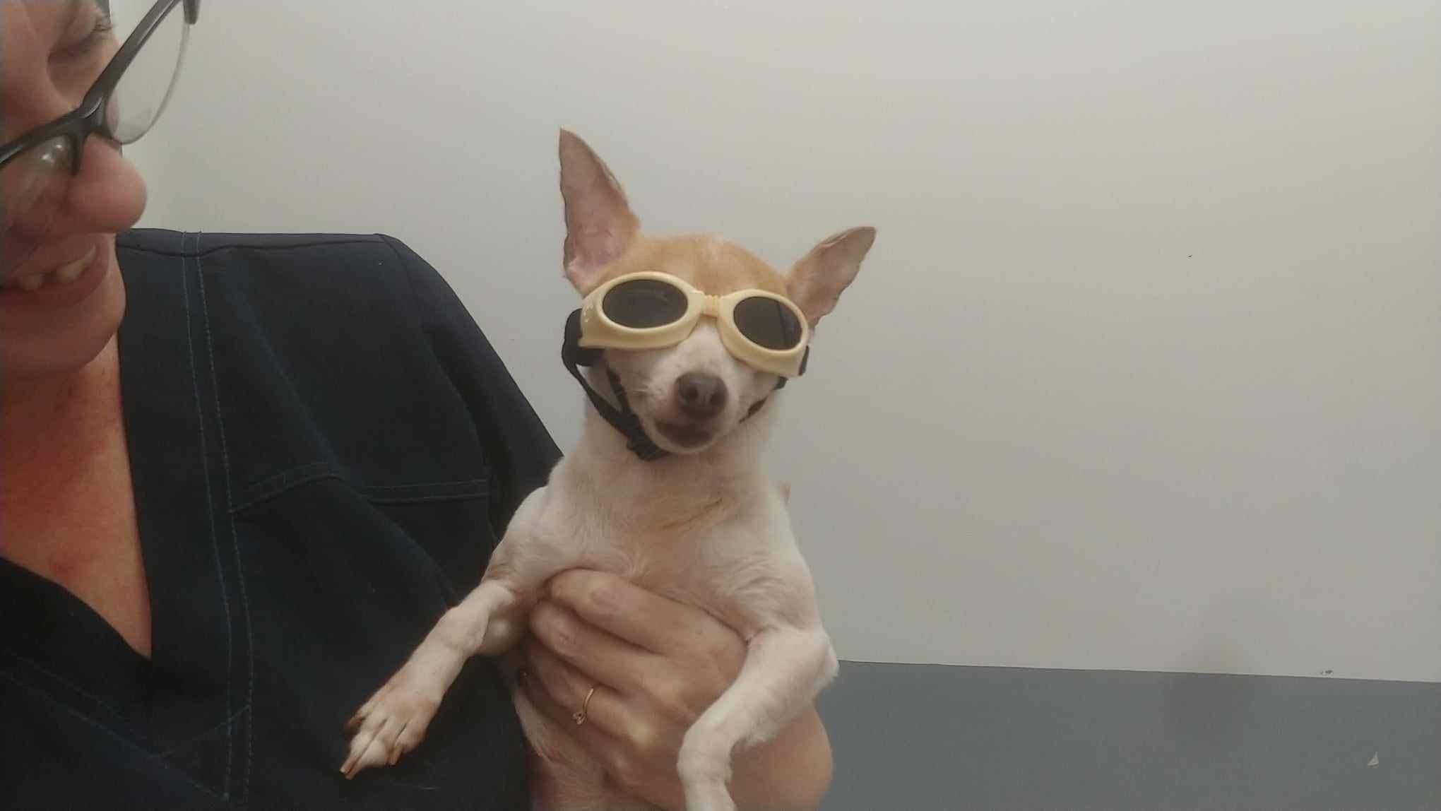 Toy Fox Terrier sporting protective goggles