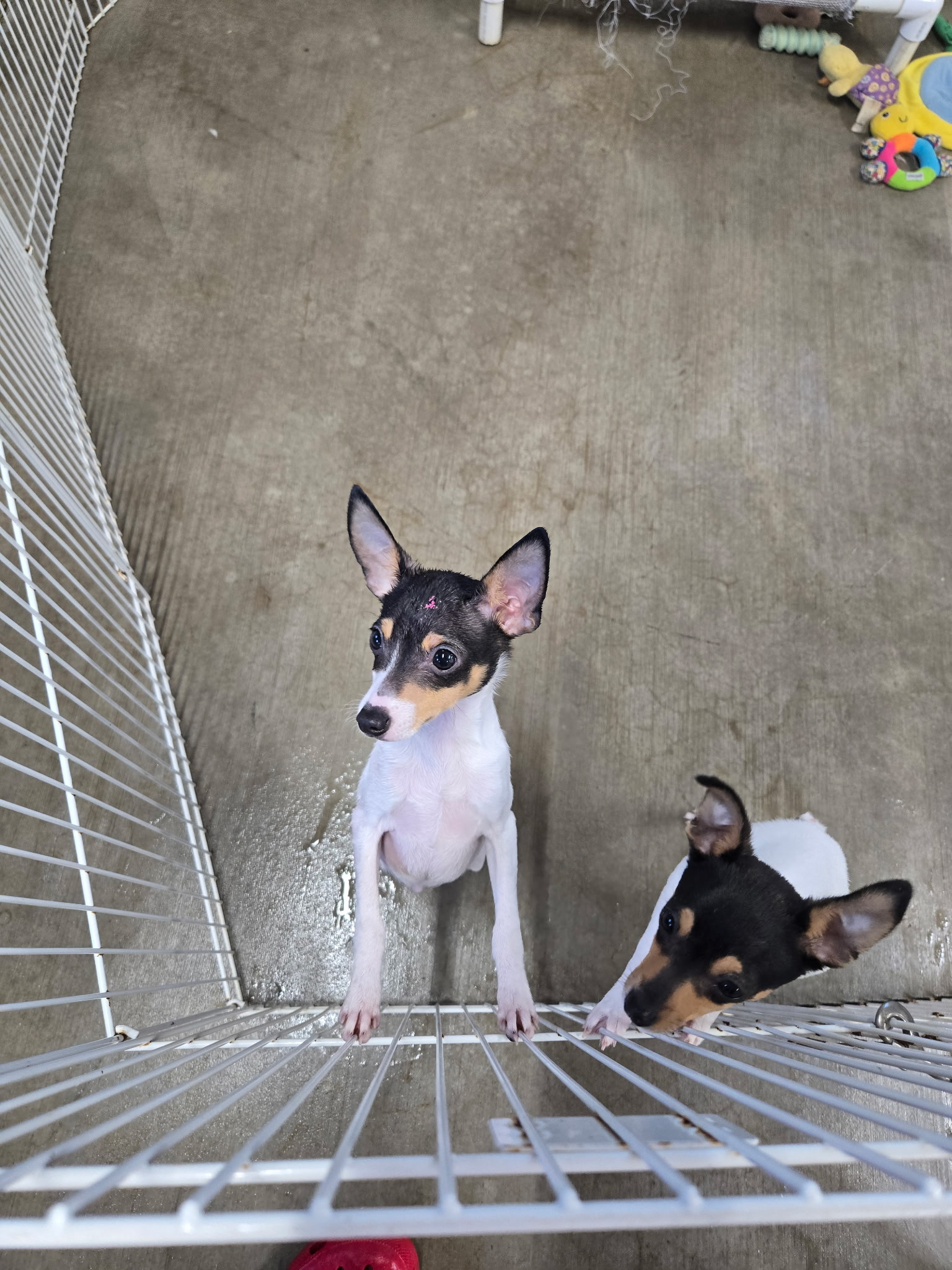 Playful alert Toy Fox Terrier puppies