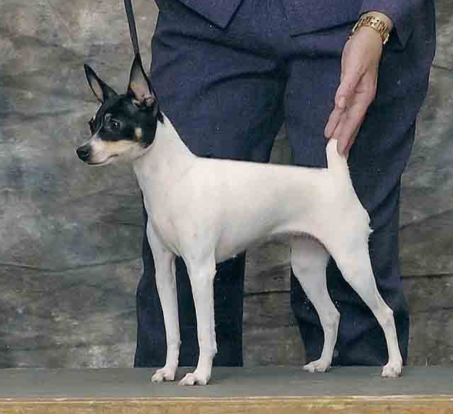 Toy Fox Terrier show champion stack conformation