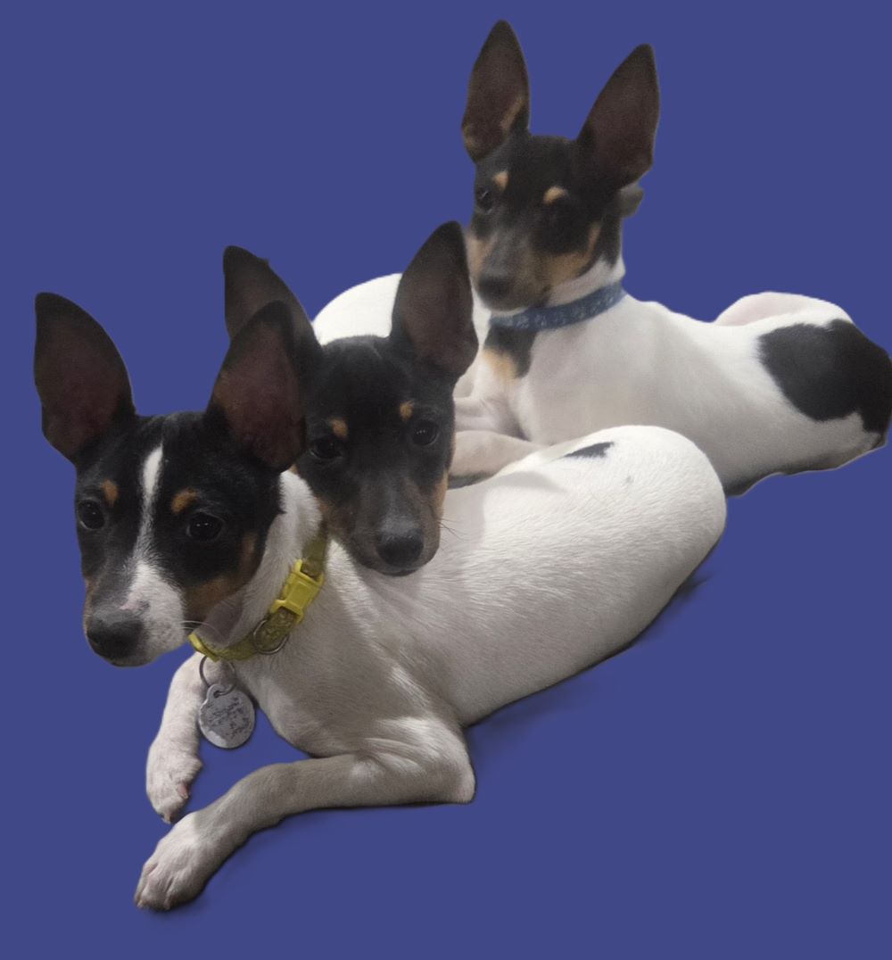 Trio of Toy Fox Terriers showcasing breed conformation