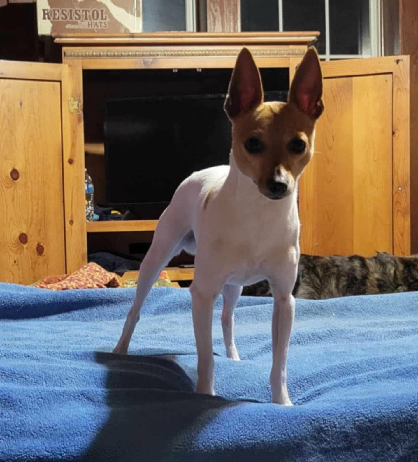 Alert Toy Fox Terrier showing off classic upright ear set