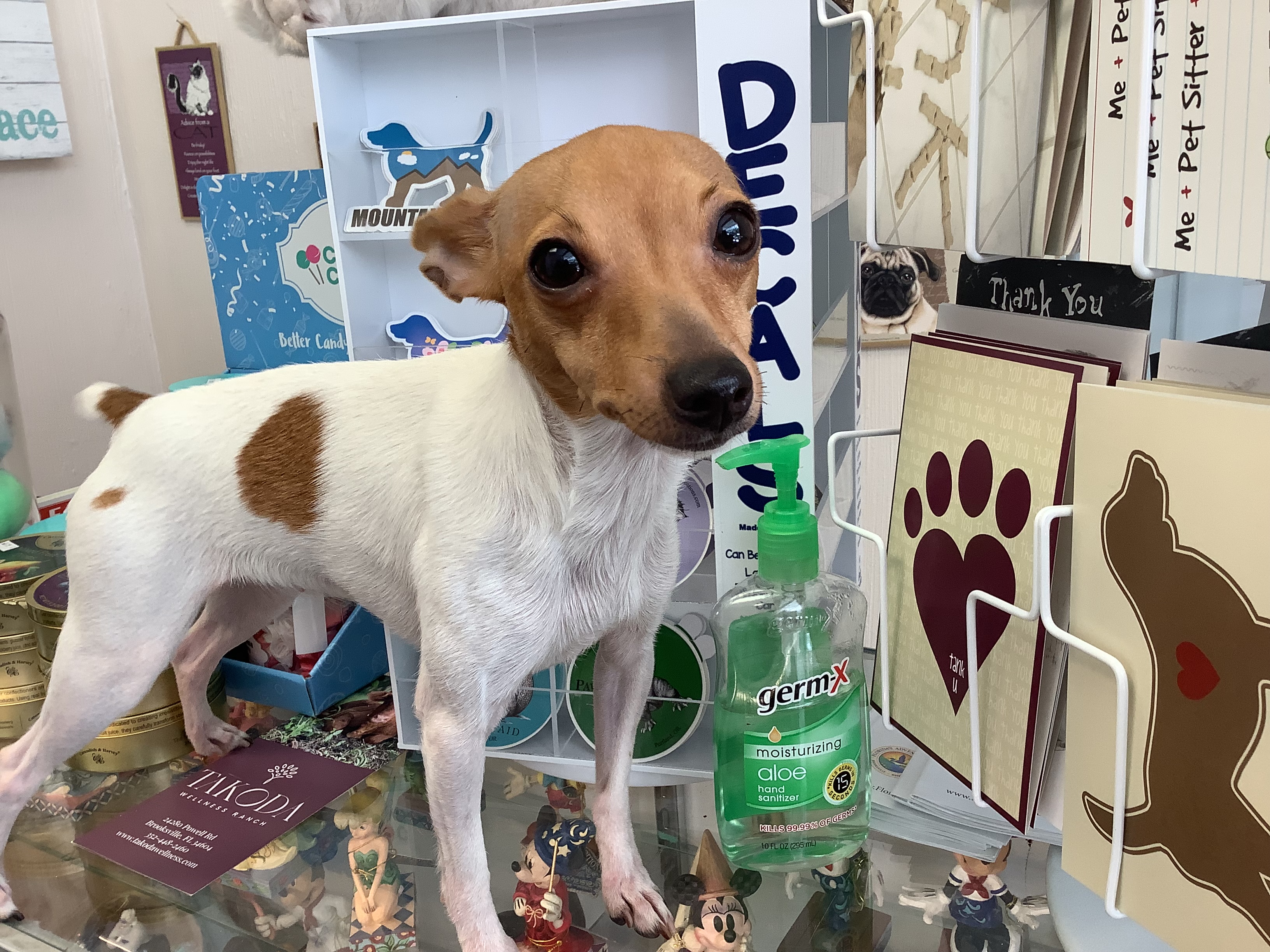 Alert Toy Fox Terrier standing proudly