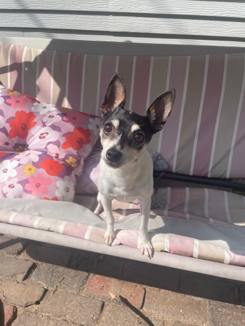 Toy Fox Terrier enjoying a sunny afternoon on the patio