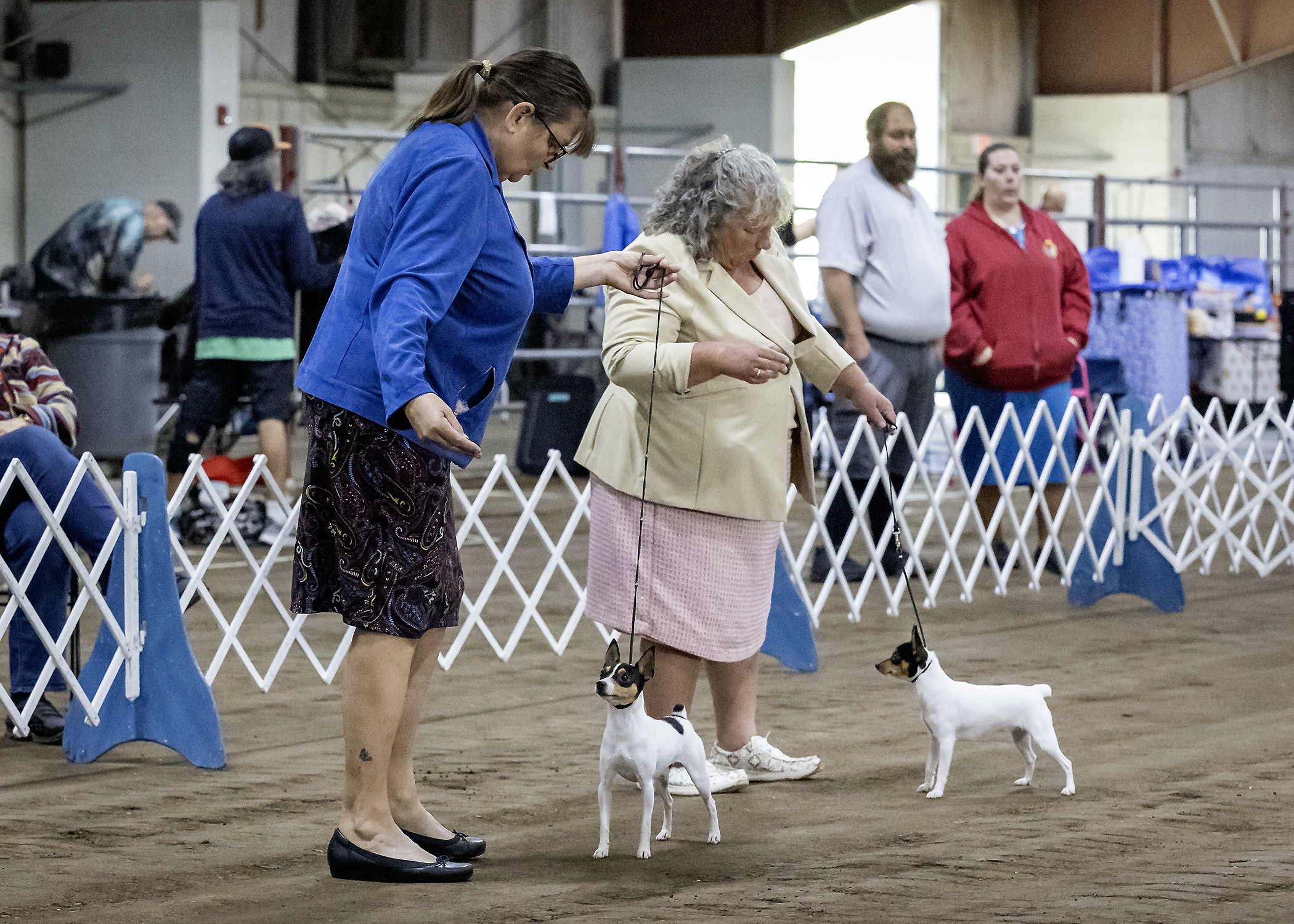Toy Fox Terriers showing in the ring with handlers