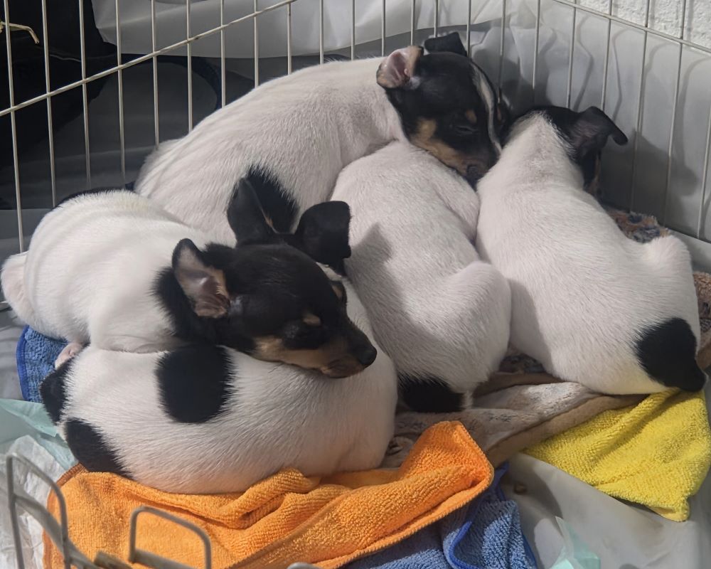 Toy Fox Terrier puppies sleeping peacefully