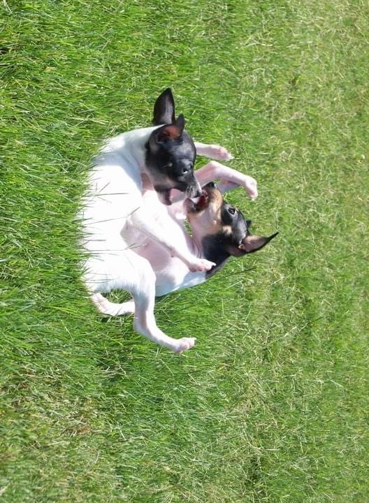 Spirited Toy Fox Terrier puppies romping in the grass