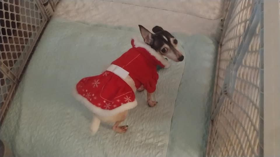 Toy Fox Terrier dressed for the holidays