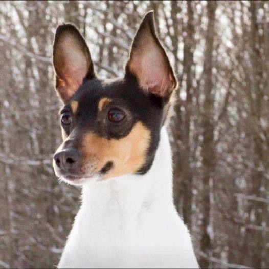 Portrait of a tri-color Toy Fox Terrier in winter