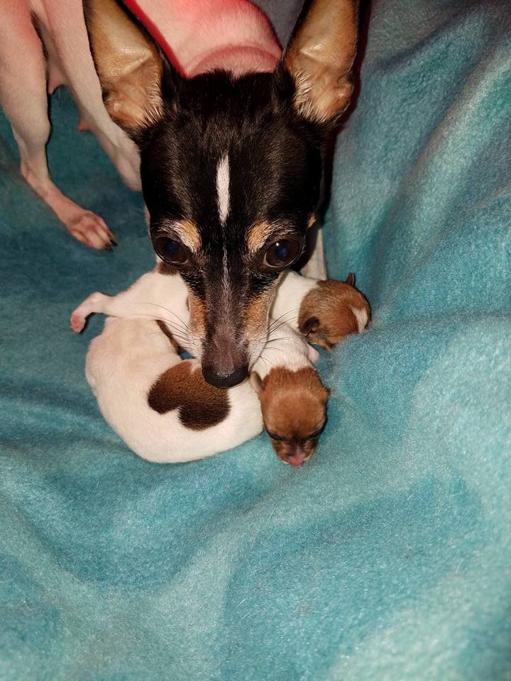 Toy Fox Terrier mother with her puppies