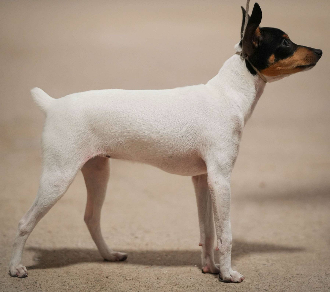 Healthy Toy Fox Terrier