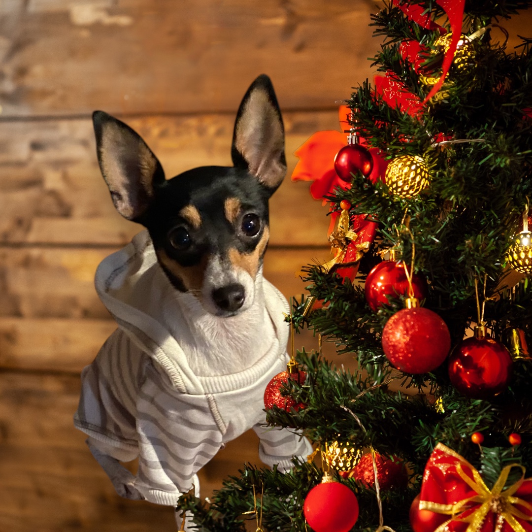 Toy Fox Terrier by festive tree