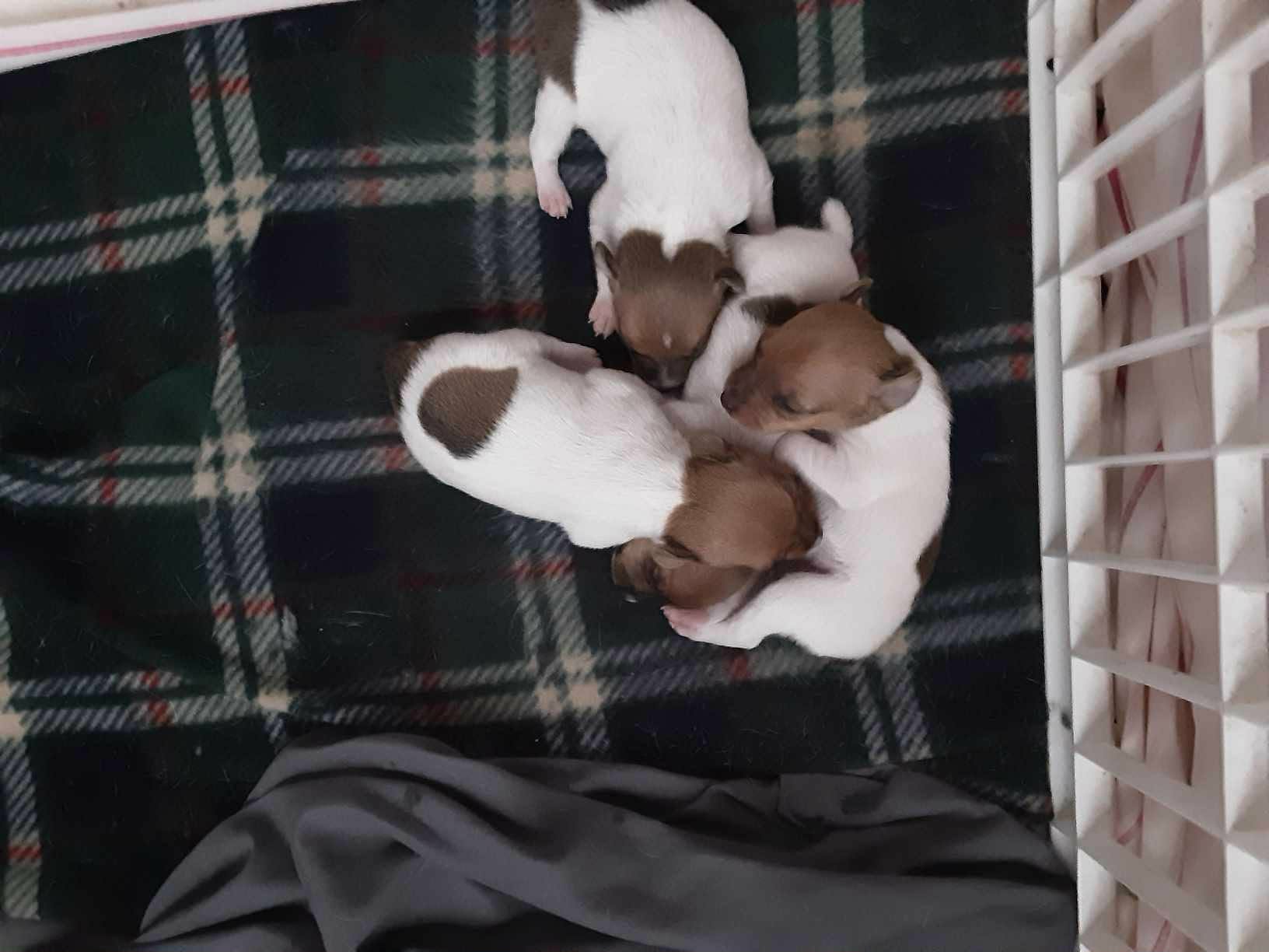 Newborn Toy Fox Terrier puppies huddled together