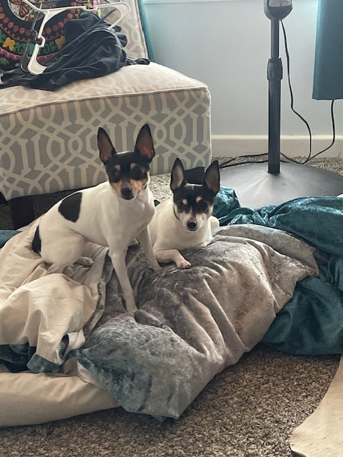 Pair of affectionate Toy Fox Terriers relaxing together
