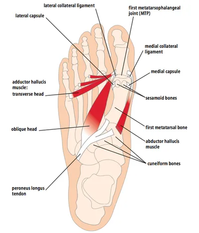 Why is your big toe so important?