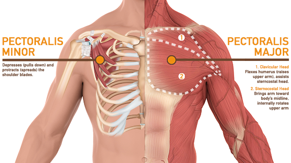 Pectoralis Major & Pectoralis Minor