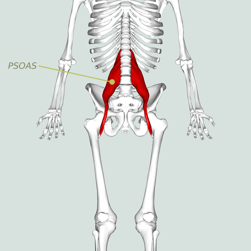 Psoas Muscle