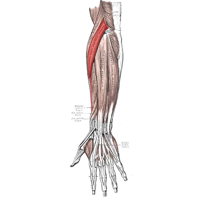 Extensor Carpi Radialis Longus
