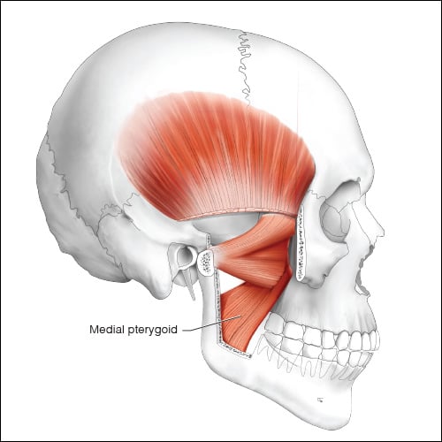 Medial pterygoid