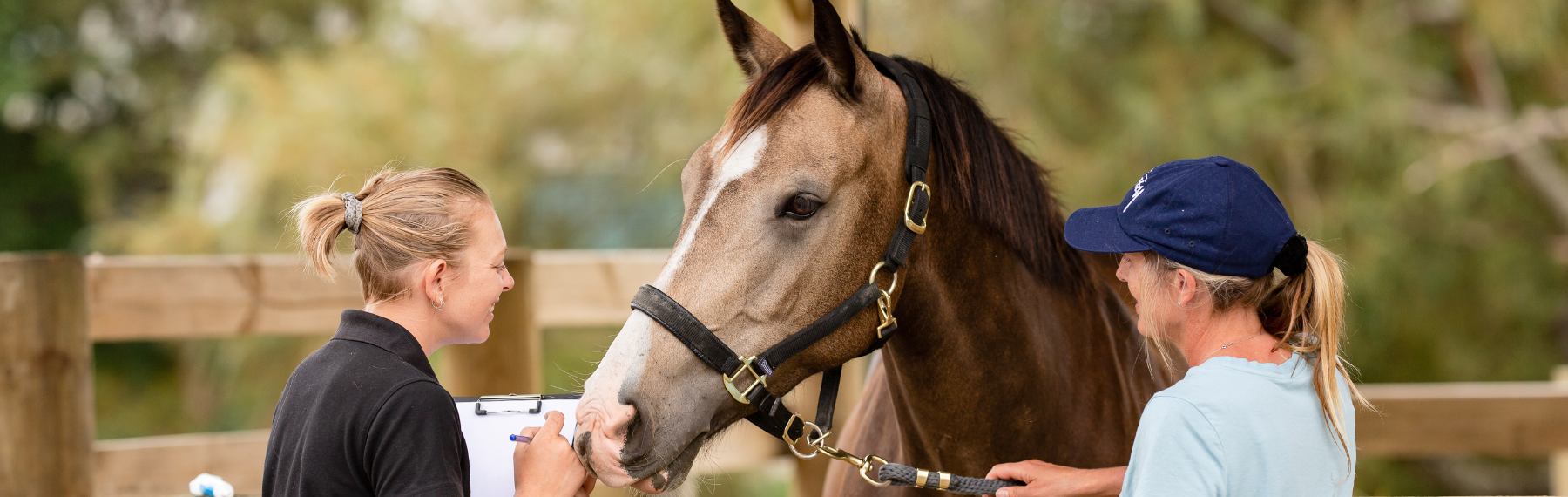 Our Team — Veterinary Behaviour Services NZ