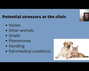 Preparing your Cat for Vet visits