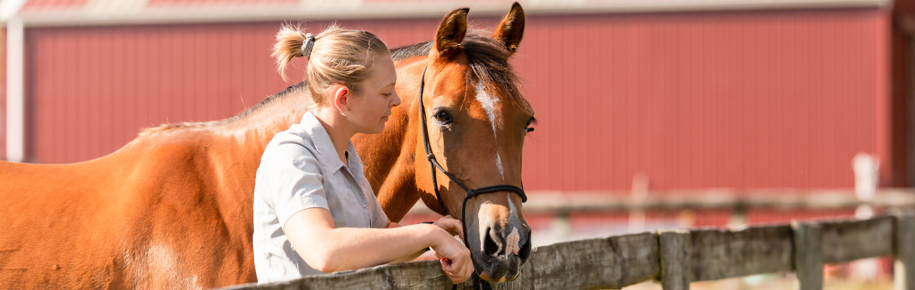 Equine Training