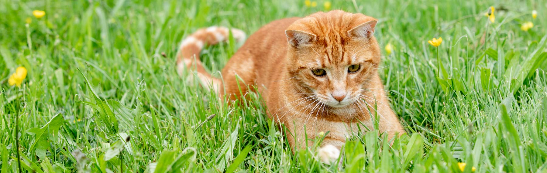 Cat Behaviour Consultations