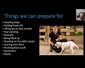 Preparing your dog for Vet visits