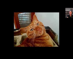 Cat Body Language and Interpretation