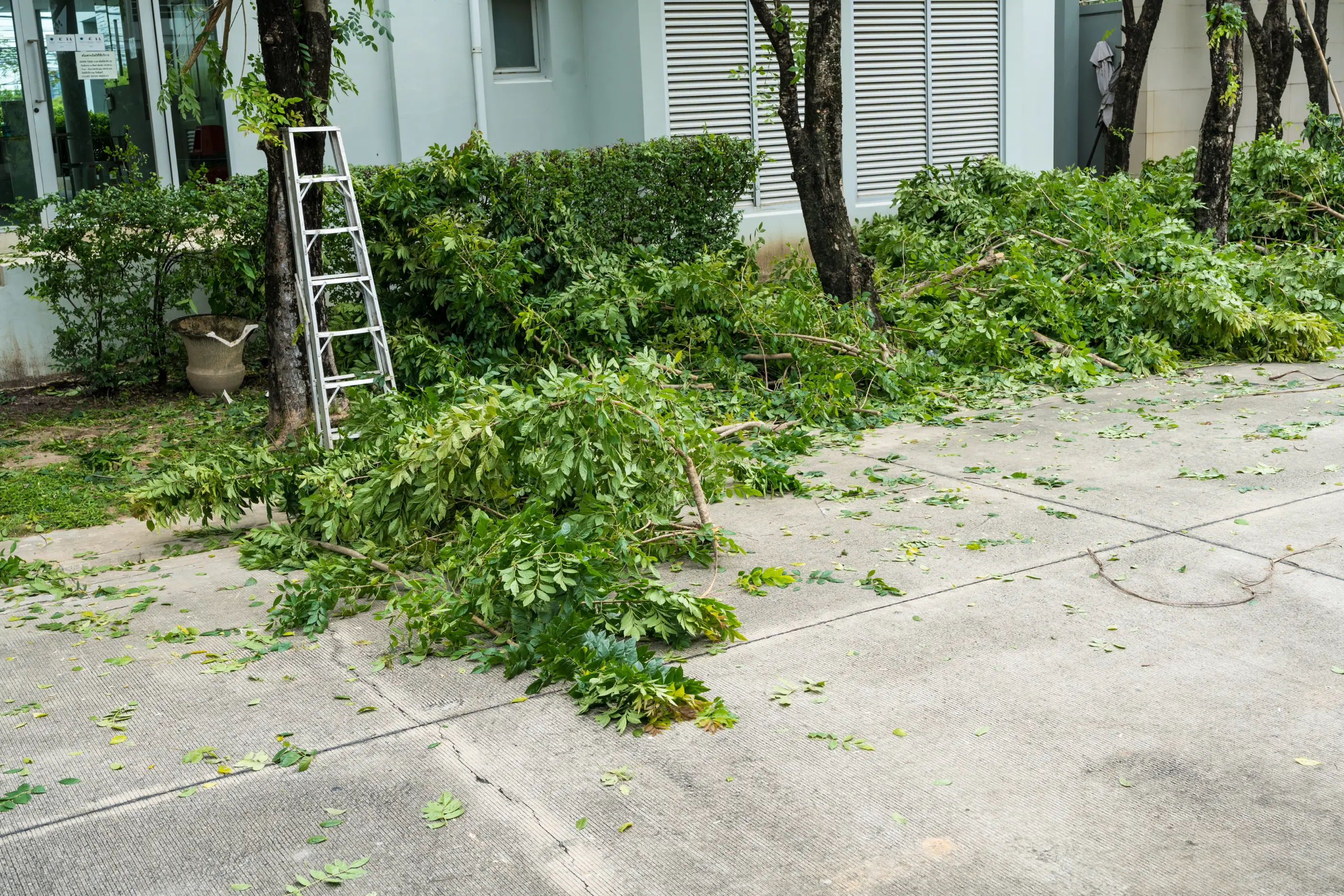 Brush and branches cleared and ready for hauling