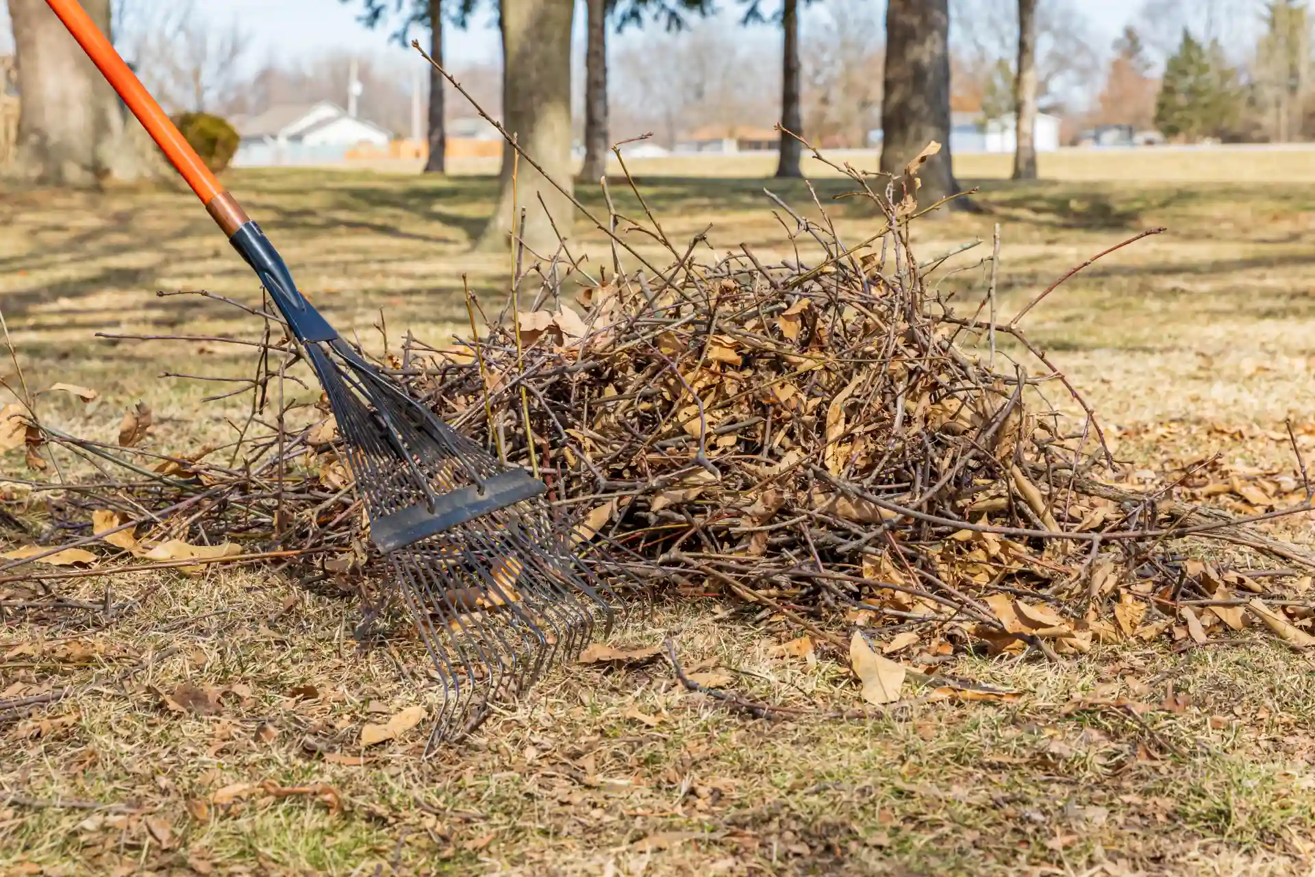 Yard cleanup