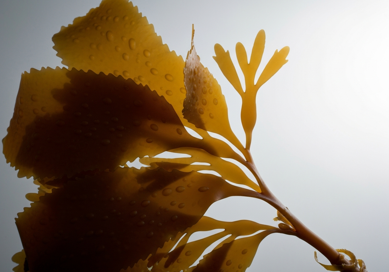 Ascophyllum nodosum