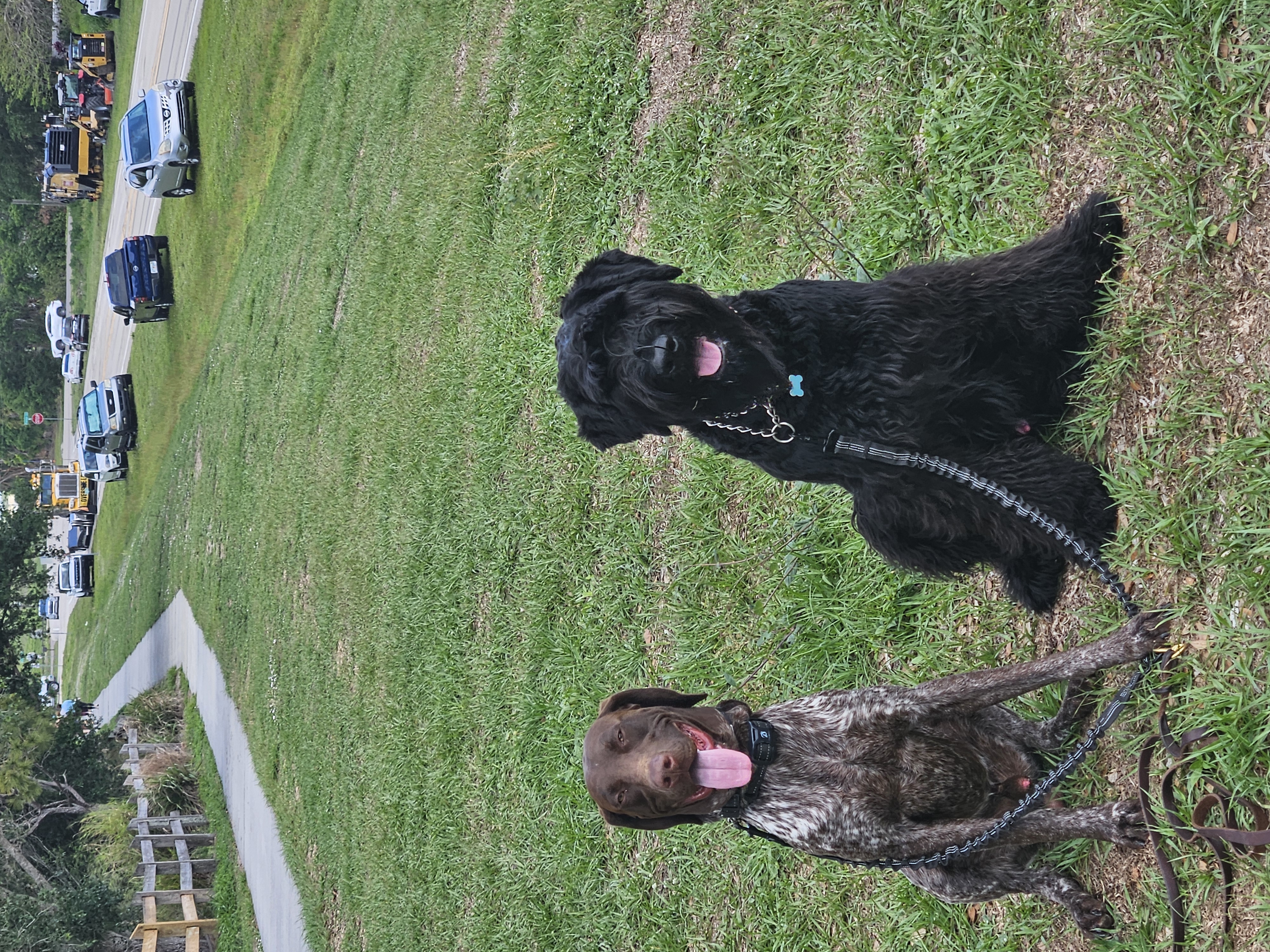 Happy dog walking in Sarasota