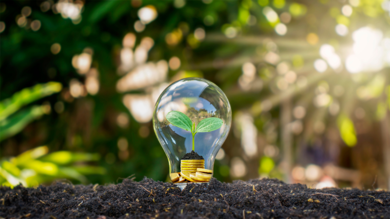 light bulb with plant