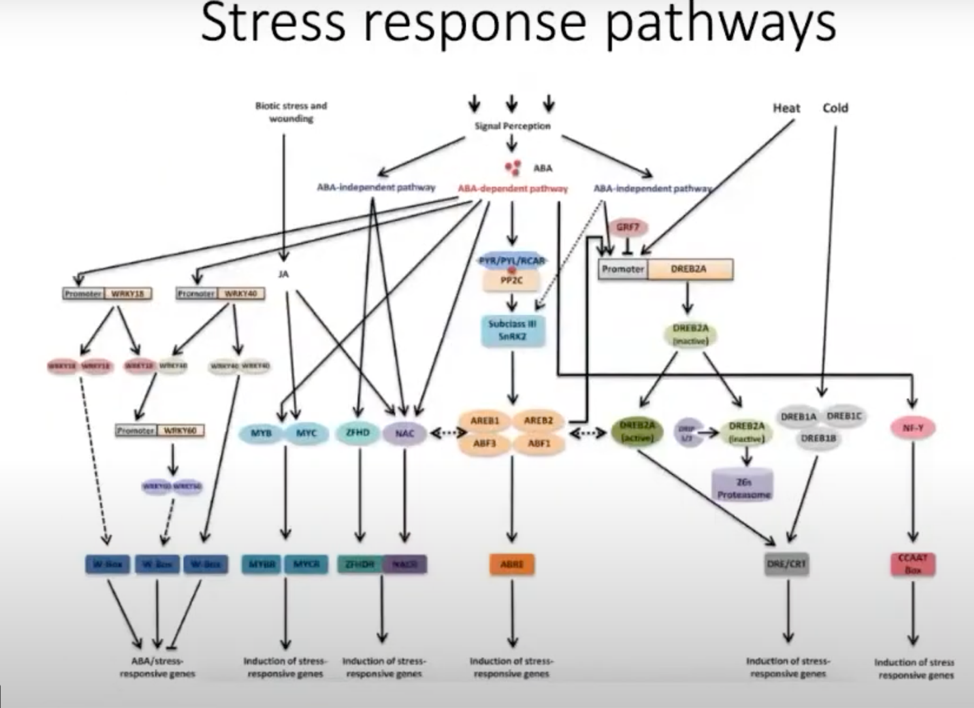 Stress response pathways