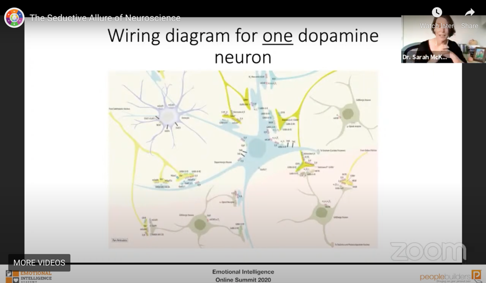 Dopamine neuron wiring diagram