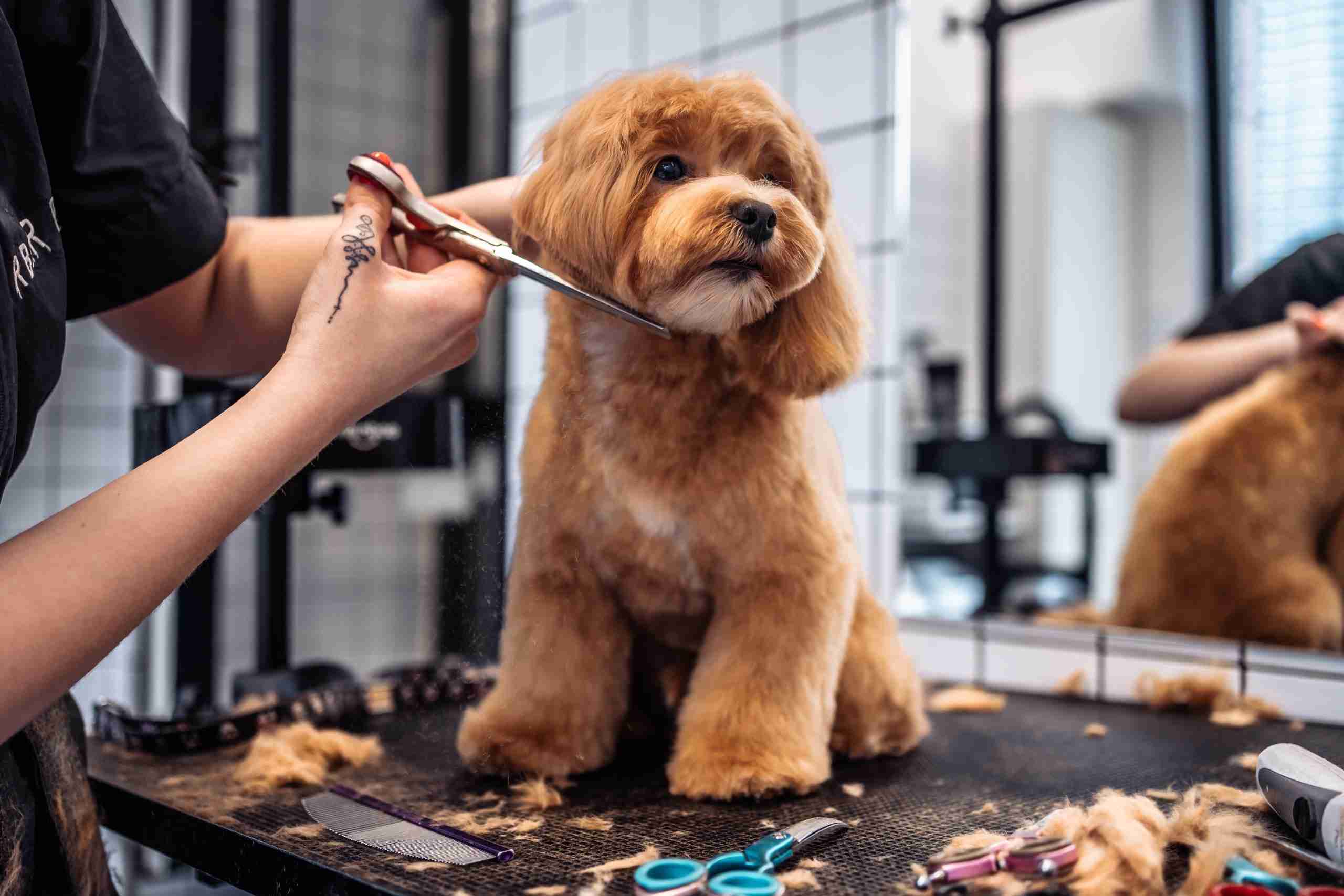 Dog Grooming professional