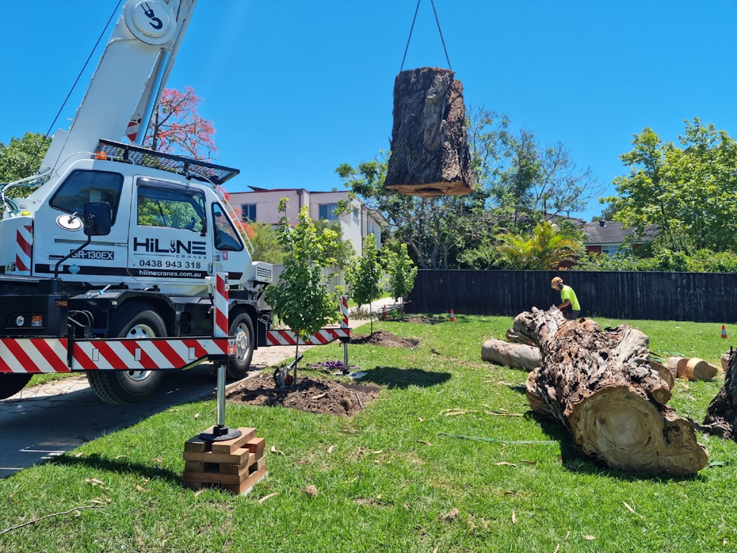 Tree Service professional
