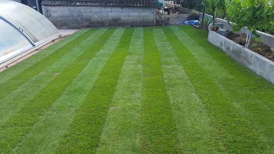 Gyeptelepítés és gyepfenntartás – Reno Team Garden