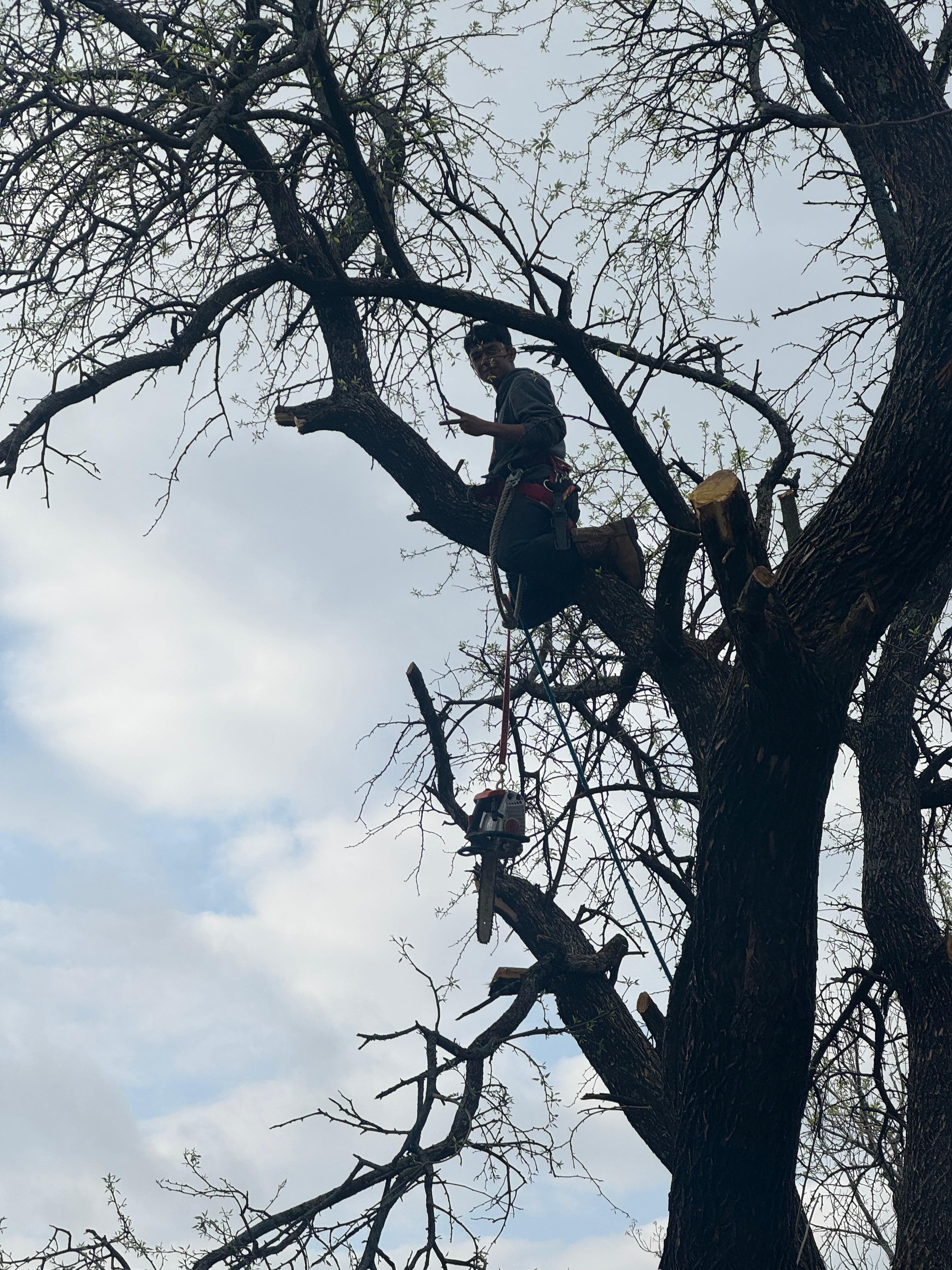 Tre Inhouston Perfect Look Tree Service — Professional Tree Care in Houston, TX
