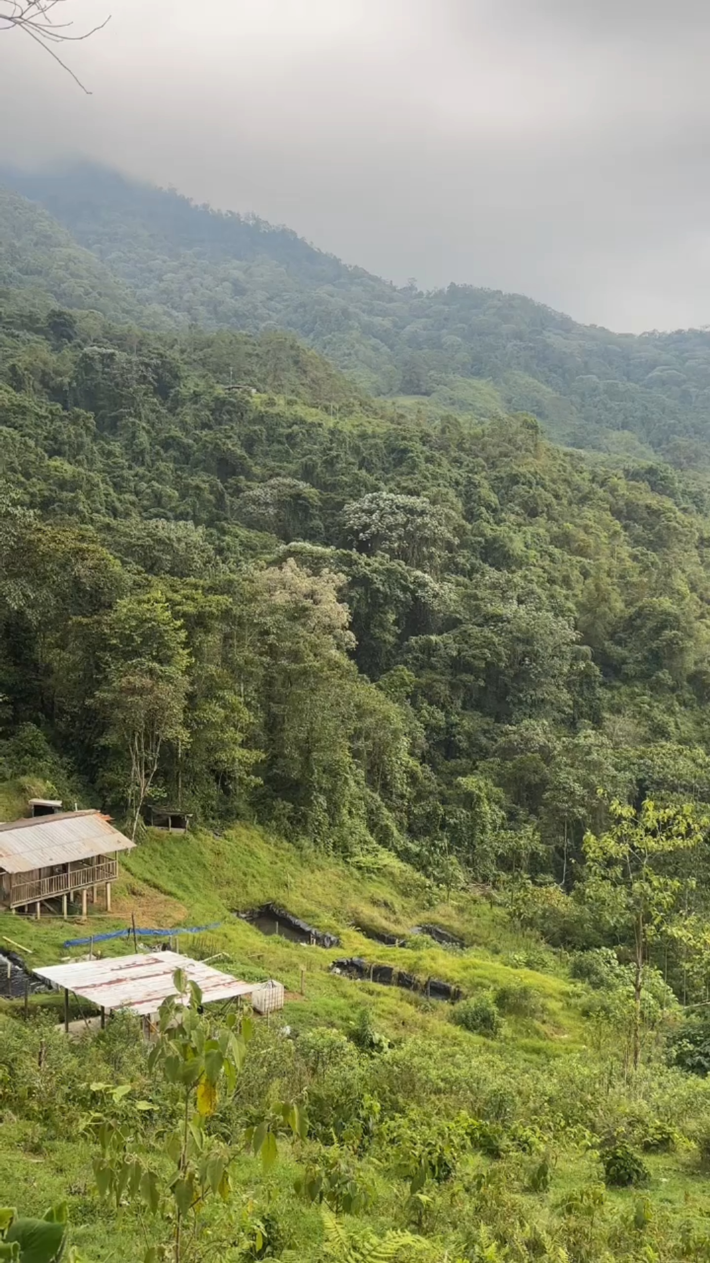 Paisaje Finca