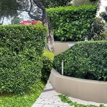 Hedge & Tree Trimming