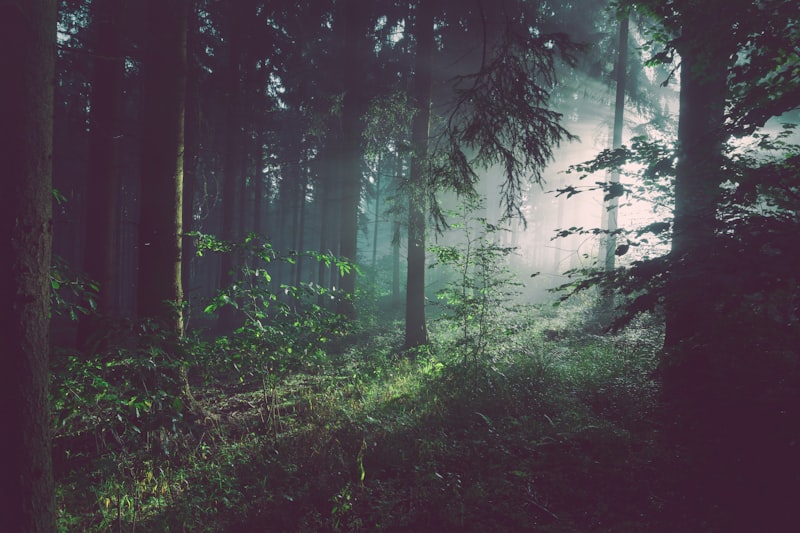 Timber Investments — wealth preservation services from Borger Capital Group
