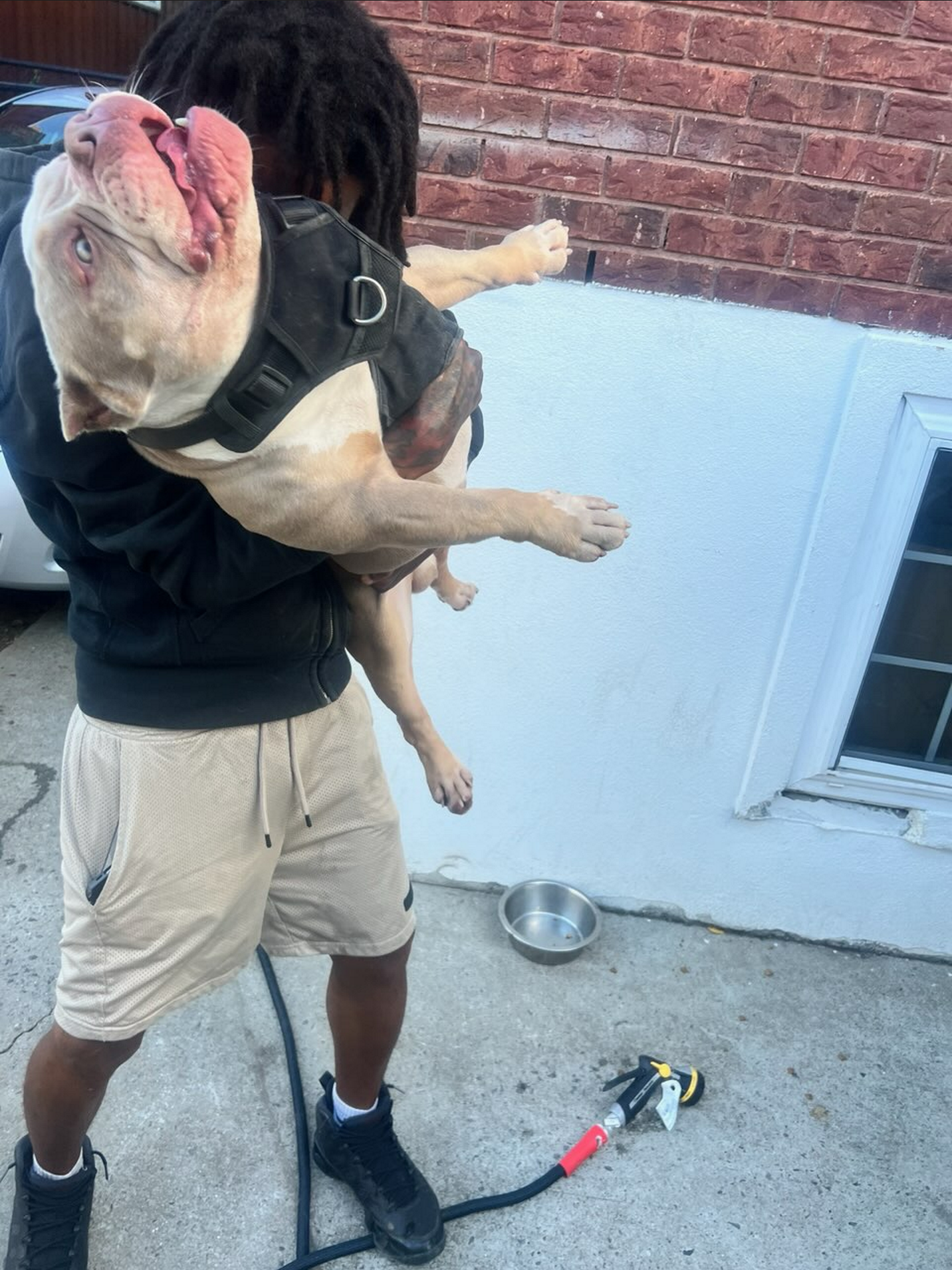 Happy dog being held