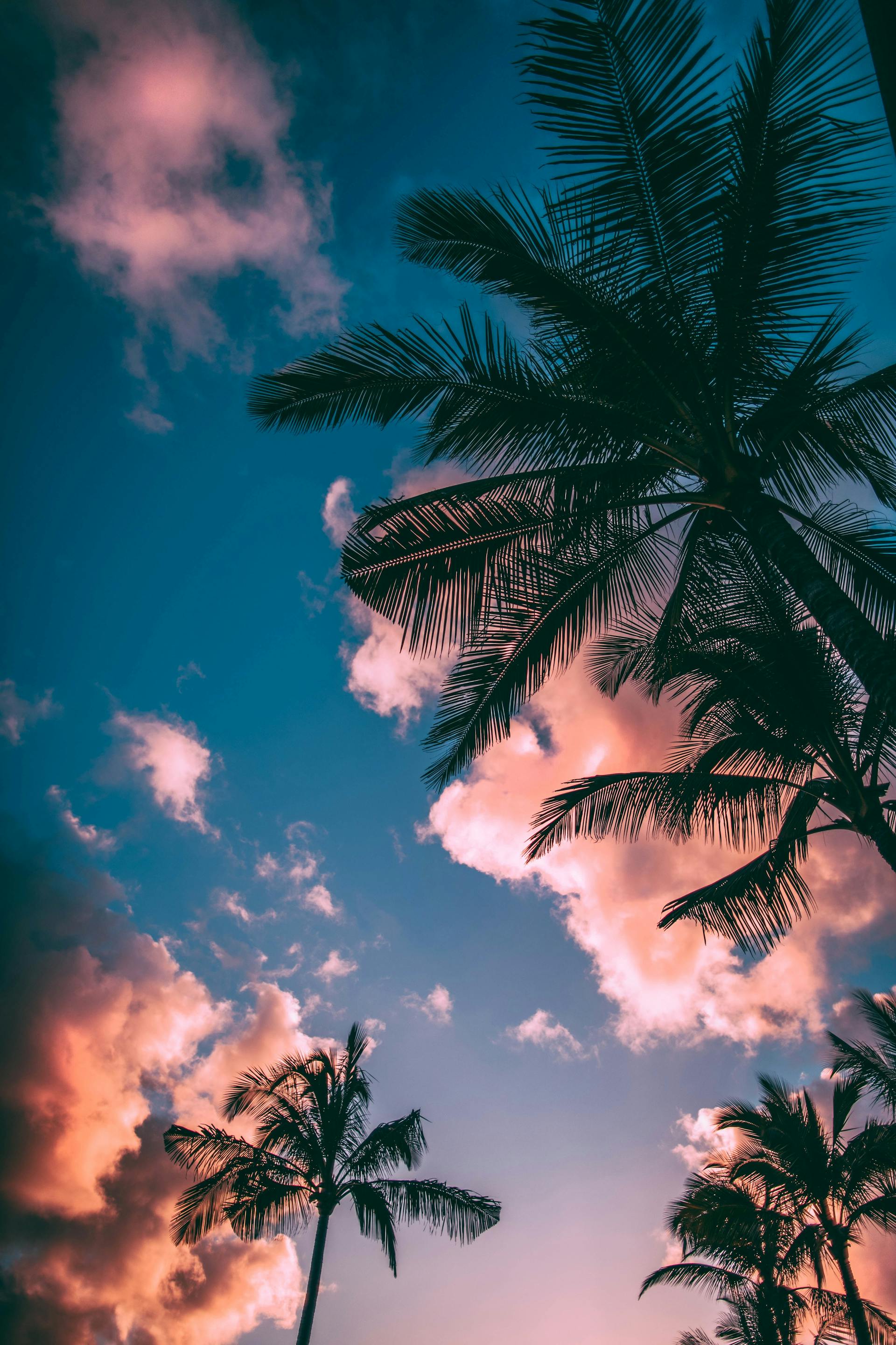 Pink Palms sunset with palm trees