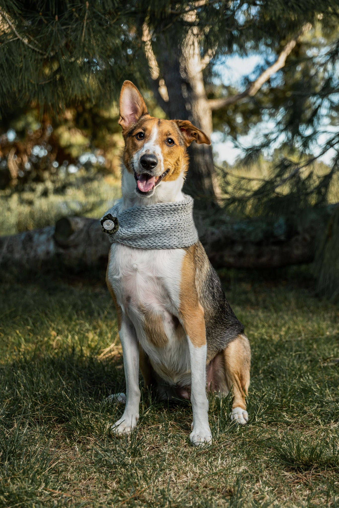Pet Portrait