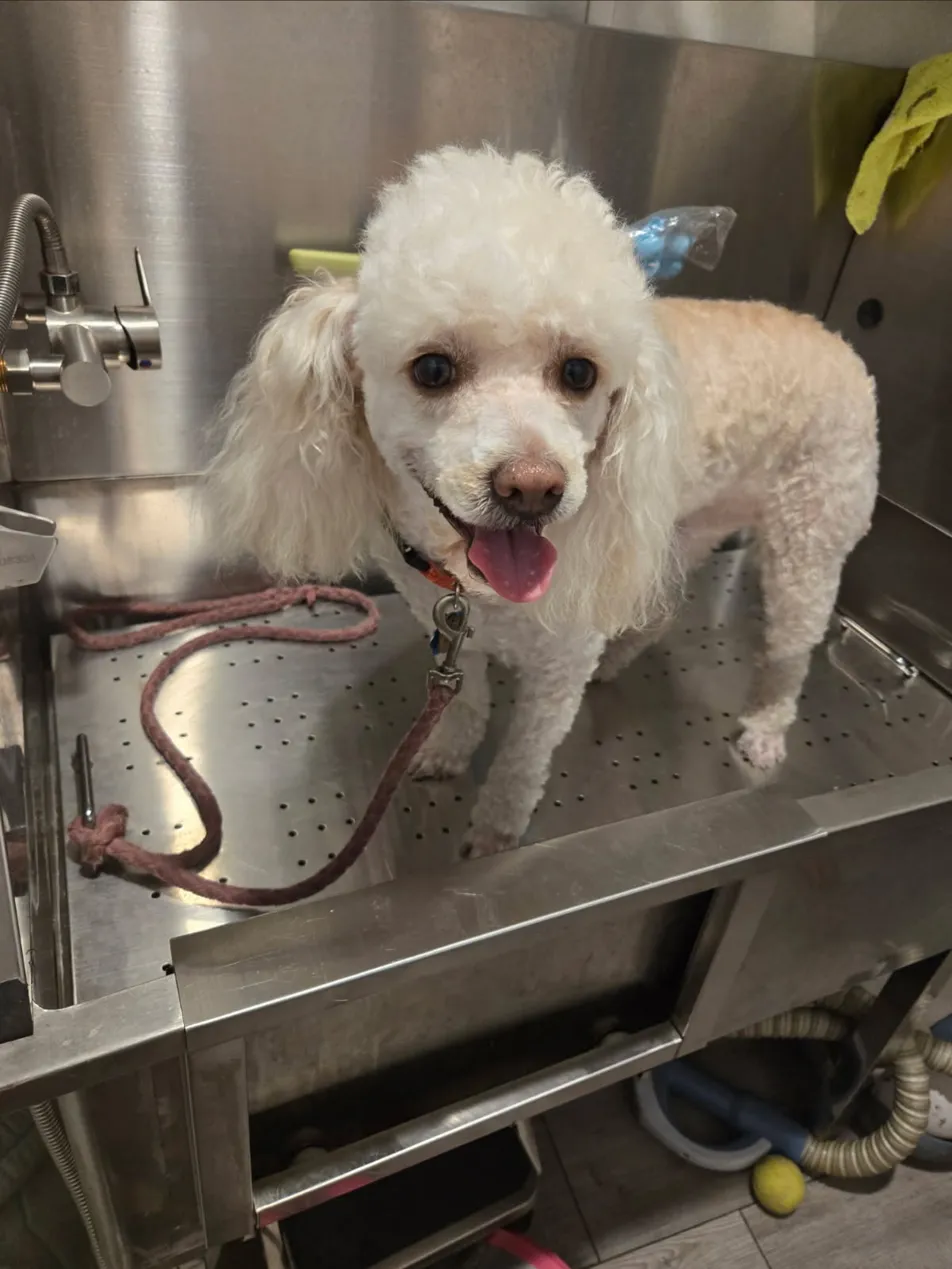 Full Grooming Package