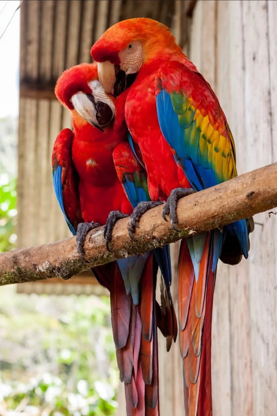 Bird Grooming