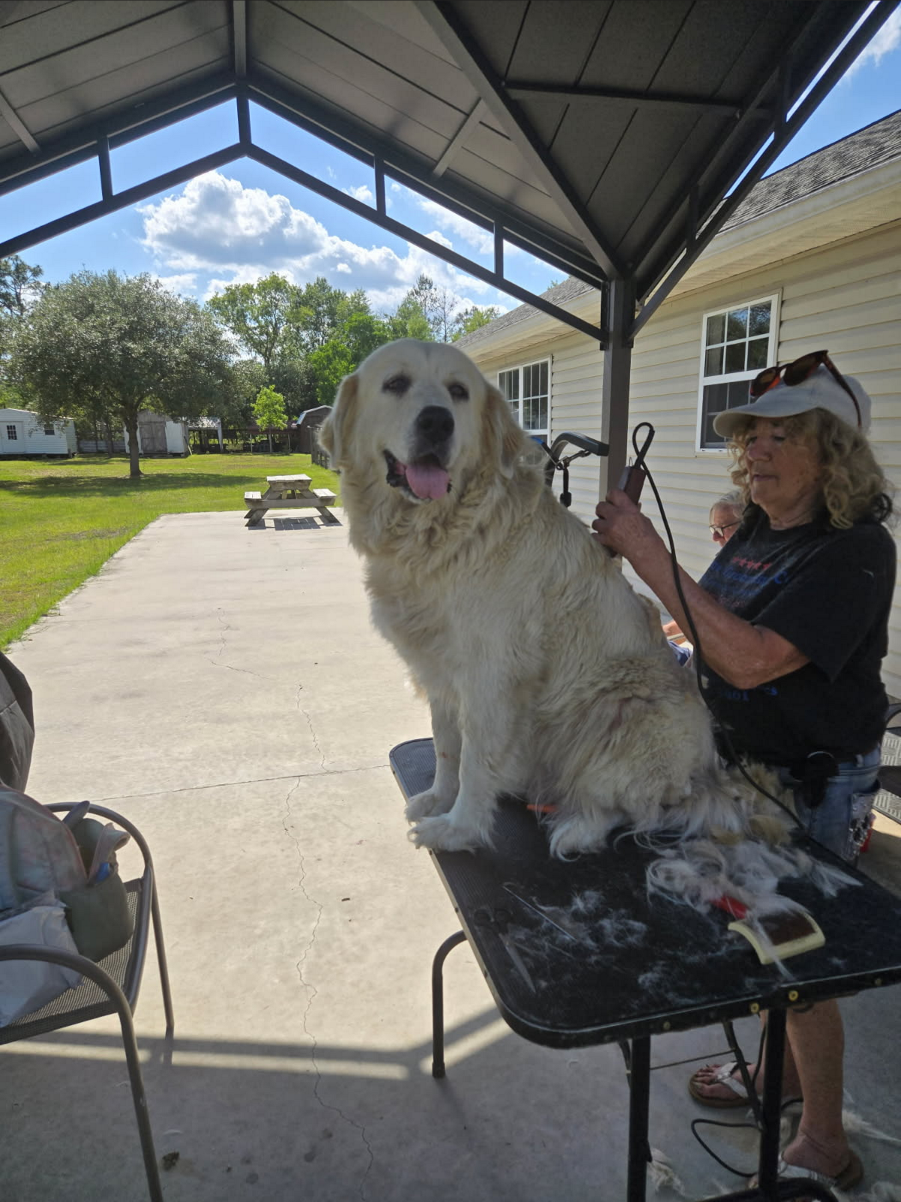 Dog getting brushed