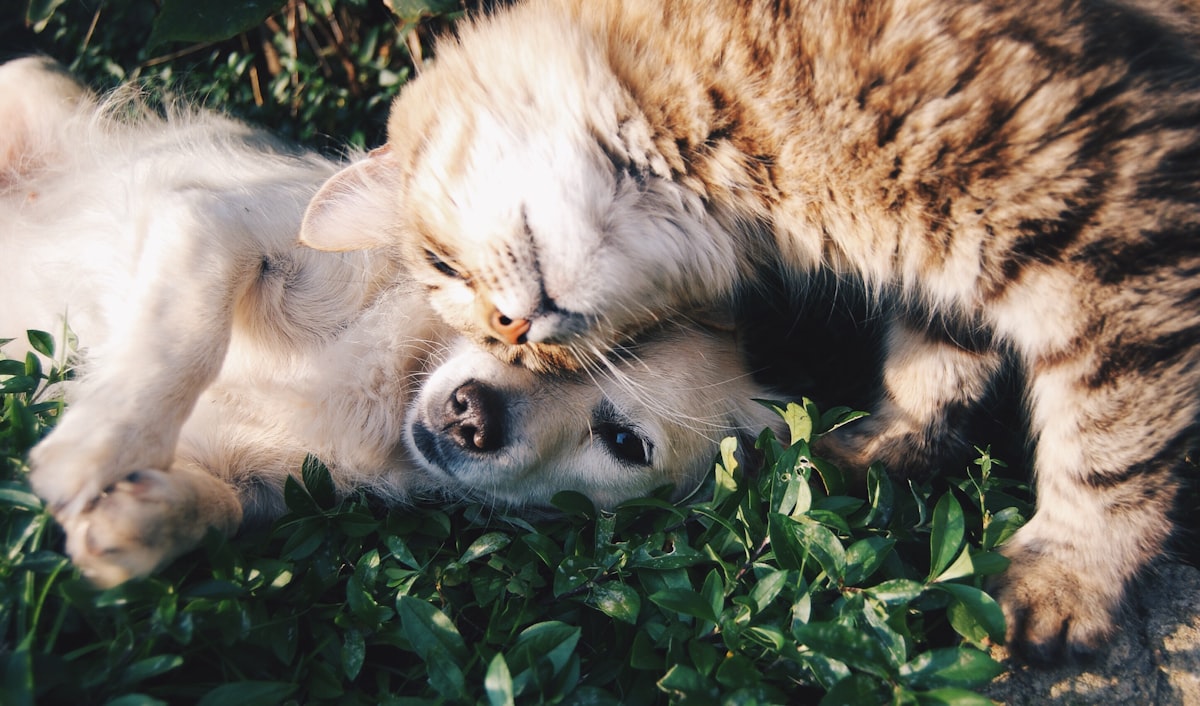 Understanding Your Pet's Behavior Through Telepathy